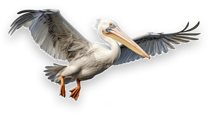 Get Started With Pelikan Publishers